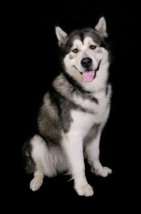 Framed Print : Domestic Dog, Alaskan Malamute, adult female, sitting Framed Print : Domestic Dog, Alaskan Malamute, adult female, sitting
