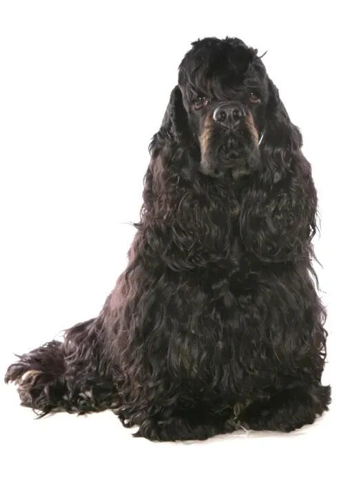 Framed Print : Domestic Dog, American Cocker Spaniel, adult male, sitting Framed Print : Domestic Dog, American Cocker Spaniel, adult male, sitting