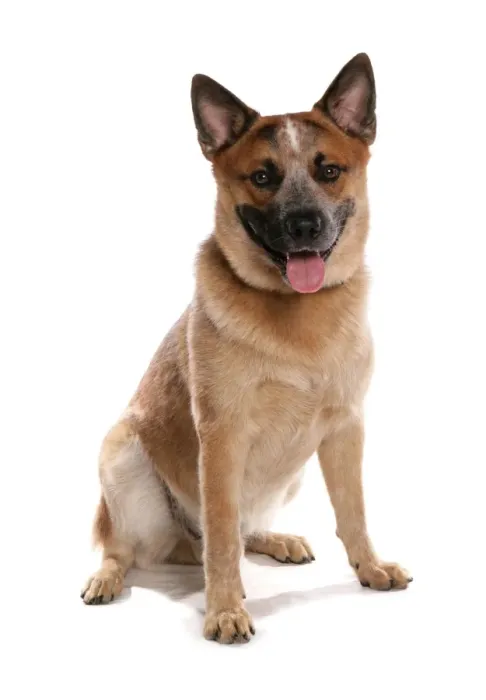 Framed Print : Domestic Dog, Australian Cattle Dog, adult, sitting Framed Print : Domestic Dog, Australian Cattle Dog, adult, sitting