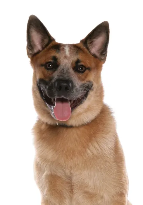 Framed Print : Domestic Dog, Australian Cattle Dog, adult, close-up of head Framed Print : Domestic Dog, Australian Cattle Dog, adult, close-up of head