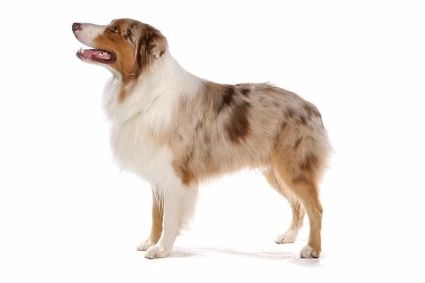 Domestic Dog, Australian Shepherd Dog, adult female, standing