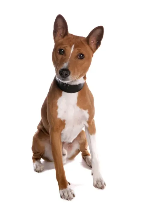 Framed Print : Domestic Dog, Basenji, adult male, with collar, sitting Framed Print : Domestic Dog, Basenji, adult male, with collar, sitting
