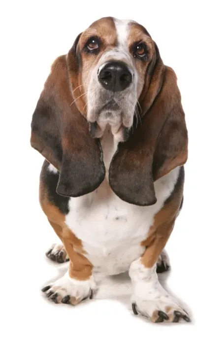 Framed Print : Domestic Dog, Basset Hound, adult, standing Framed Print : Domestic Dog, Basset Hound, adult, standing