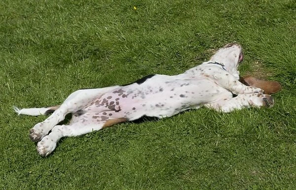 Domestic Dog, Basset Hound, puppy, four-months old, rolling on back