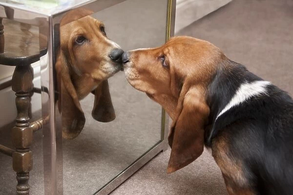 Domestic Dog, Basset Hound, puppy, looking at reflection in mirror, England, January