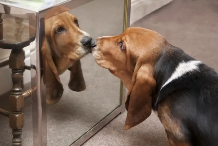Framed Print : Domestic Dog, Basset Hound, puppy, looking at reflection in mirror, England, January Framed Print : Domestic Dog, Basset Hound, puppy, looking at reflection in mirror, England, January