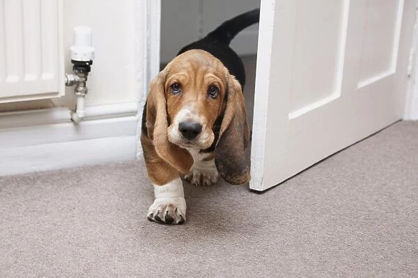 Domestic Dog, Basset Hound, puppy, walking through doorway, England, December