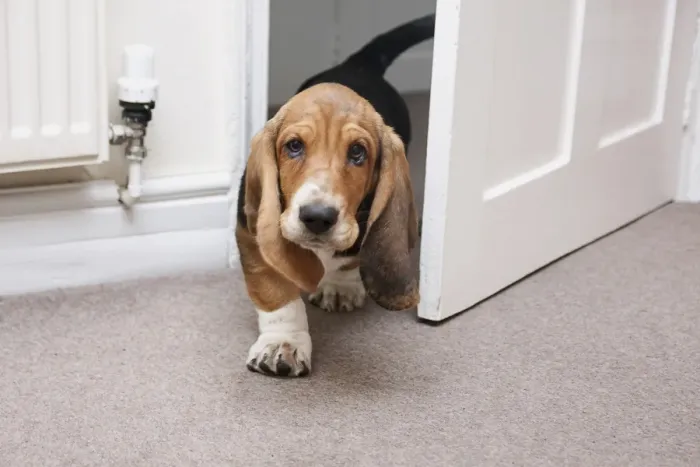Framed Print : Domestic Dog, Basset Hound, puppy, walking through doorway, England, December Framed Print : Domestic Dog, Basset Hound, puppy, walking through doorway, England, December