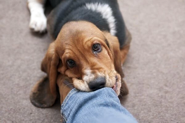 Domestic Dog, Basset Hound, puppy, play biting jeans of owner, England, December