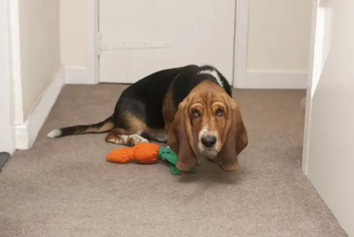 Framed Print : Domestic Dog, Basset Hound, puppy, cowering beside toy in hall, England, January Framed Print : Domestic Dog, Basset Hound, puppy, cowering beside toy in hall, England, January