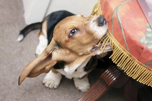 Domestic Dog, Basset Hound, puppy, biting furniture, England, December