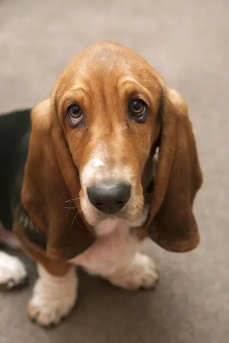 Framed Print : Domestic Dog, Basset Hound, puppy, close-up of head, sitting on carpet, England, January Framed Print : Domestic Dog, Basset Hound, puppy, close-up of head, sitting on carpet, England, January