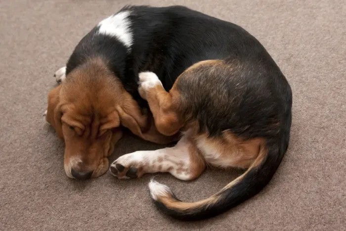 Framed Print : Domestic Dog, Basset Hound, puppy, scratching, laying on carpet, England, January Framed Print : Domestic Dog, Basset Hound, puppy, scratching, laying on carpet, England, January