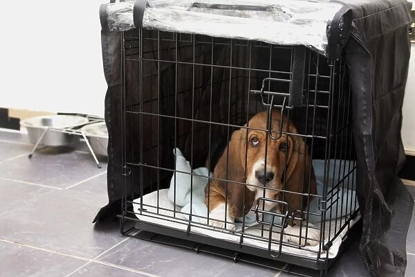 Domestic Dog, Basset Hound, puppy, laying in cage on tiled floor, England, December