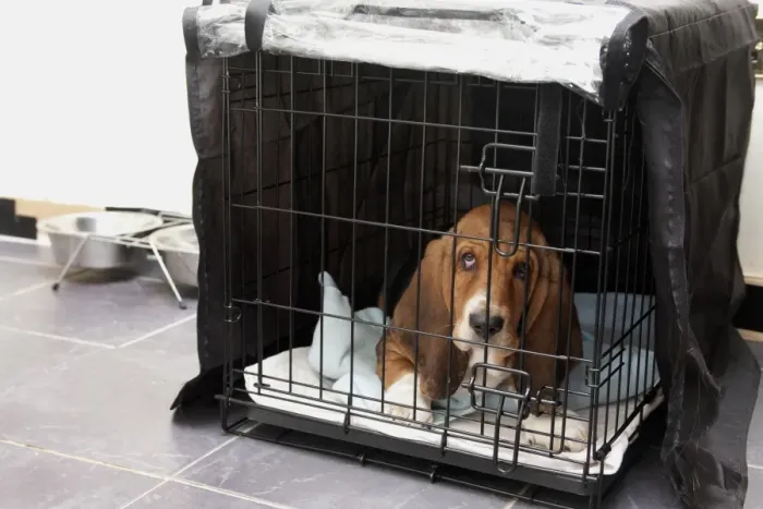 Framed Print : Domestic Dog, Basset Hound, puppy, laying in cage on tiled floor, England, December Framed Print : Domestic Dog, Basset Hound, puppy, laying in cage on tiled floor, England, December