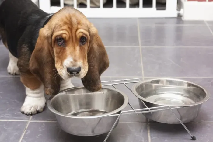Framed Print : Domestic Dog, Basset Hound, puppy, drinking from metal bowls on tiled floor, England, December Framed Print : Domestic Dog, Basset Hound, puppy, drinking from metal bowls on tiled floor, England, December