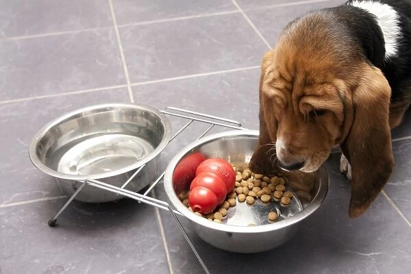 Domestic Dog, Basset Hound, puppy, feeding from kong in metal bowl on tiled floor, England, December