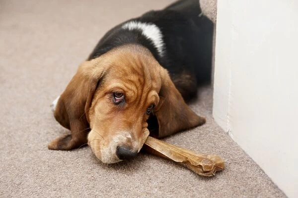 Domestic Dog, Basset Hound, puppy, chewing on hide bone, laying on carpet, England, December