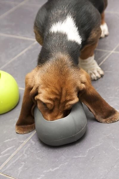 Domestic Dog, Basset Hound, puppy, feeding from moulded rubber bowl on tiled floor, England, January
