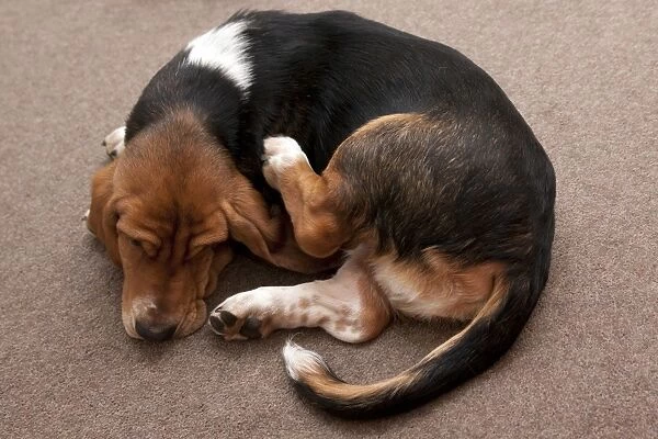 Domestic Dog, Basset Hound, puppy, scratching, laying on carpet, England, January