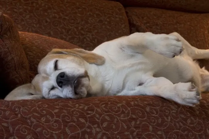 Framed Print : Domestic Dog, Beagle, elderly adult, sleeping on sofa, England