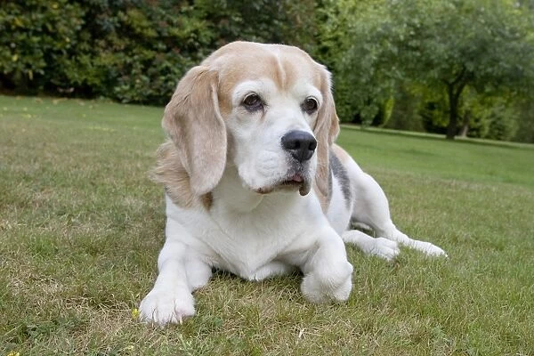 Domestic Dog, Beagle, elderly adult, resting on lawn, England, august