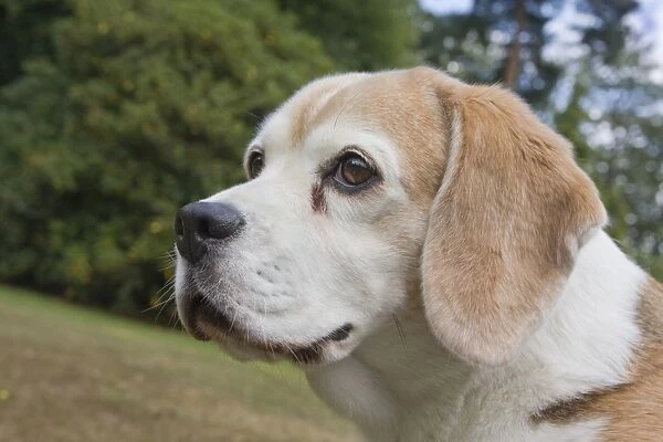 Domestic Dog, Beagle, elderly adult, close-up of head, England, august