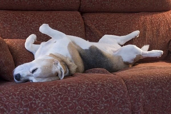 Domestic Dog, Beagle, elderly adult, sleeping on sofa, England