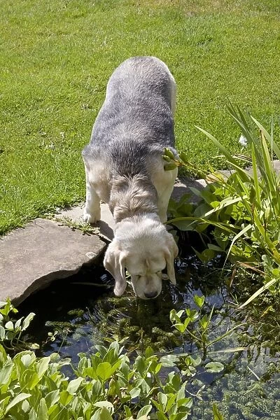 Domestic Dog, Beagle, elderly adult, drinking from garden pond, England, august