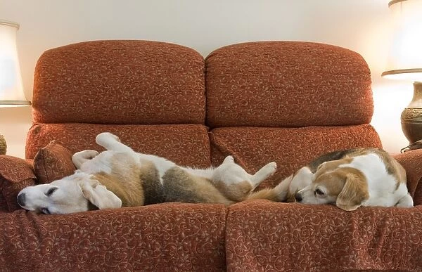 Domestic Dog, Beagle, two elderly adults, sleeping on sofa, England