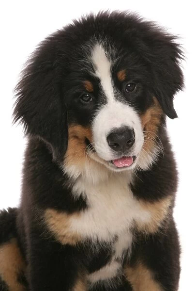 Domestic Dog, Bernese Mountain Dog, puppy, close-up of head