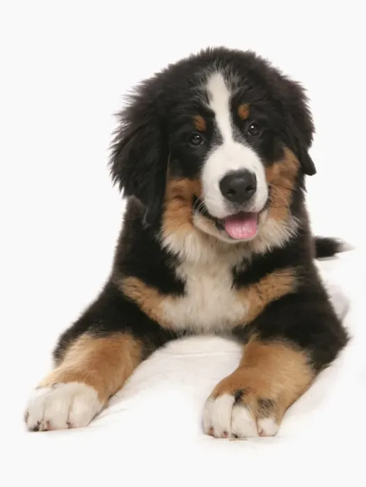 Framed Print : Domestic Dog, Bernese Mountain Dog, puppy, laying Framed Print : Domestic Dog, Bernese Mountain Dog, puppy, laying