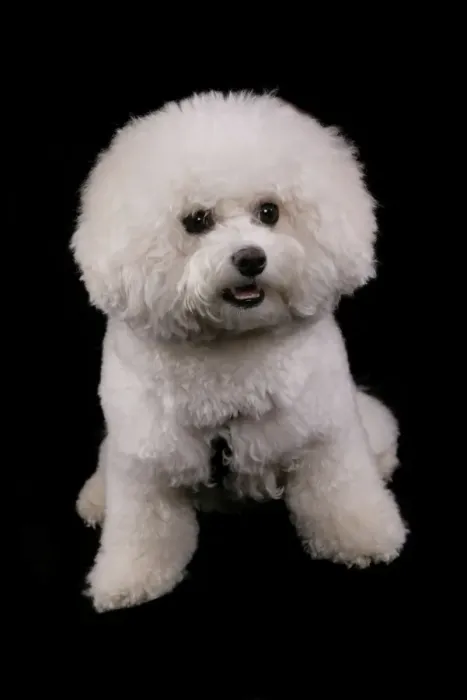 Framed Print : Domestic Dog, Bichon Frise, adult female, sitting Framed Print : Domestic Dog, Bichon Frise, adult female, sitting