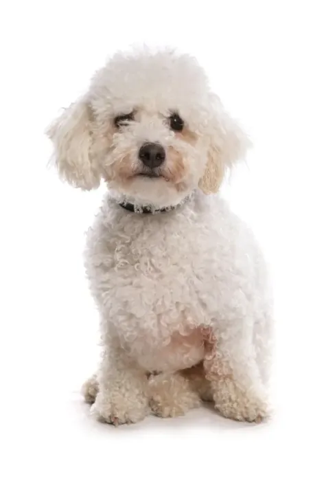 Framed Print : Domestic Dog, Bichon Frise, adult, sitting, with collar Framed Print : Domestic Dog, Bichon Frise, adult, sitting, with collar
