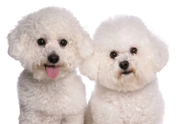 Domestic Dog, Bichon Frise, two adults, close-up of heads