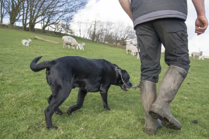 Framed Print : Domestic Dog, Black Labrador Retriever, adult, being walked in field with sheep, Chipping, Preston, Lancashire Framed Print : Domestic Dog, Black Labrador Retriever, adult, being walked in field with sheep, Chipping, Preston, Lancashire