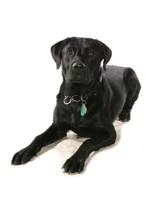 Framed Print : Domestic Dog, Black Labrador Retriever, adult, laying, with collar and tag Framed Print : Domestic Dog, Black Labrador Retriever, adult, laying, with collar and tag