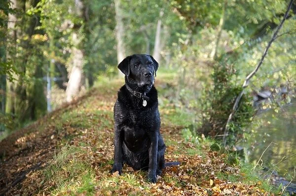 Domestic Dog, Black Labrador Retriever, Drakeshead type, adult male, sitting near mill pond, Chipping, Lancashire