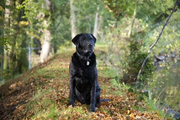 Framed Print : Domestic Dog, Black Labrador Retriever, Drakeshead type, adult male, sitting near mill pond, Chipping, Lancashire Framed Print : Domestic Dog, Black Labrador Retriever, Drakeshead type, adult male, sitting near mill pond, Chipping, Lancashire