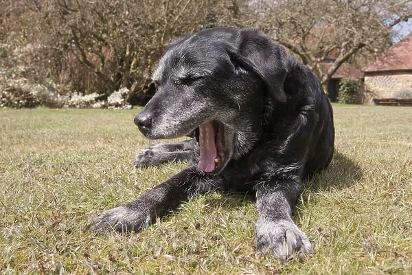 Domestic Dog, Black Labrador Retriever, elderly adult female, fifteen-years old, yawning, laying on grass, England