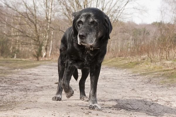 Domestic Dog, Black Labrador Retriever, elderly adult female, fifteen-years old, walking on track in heathland, Surrey
