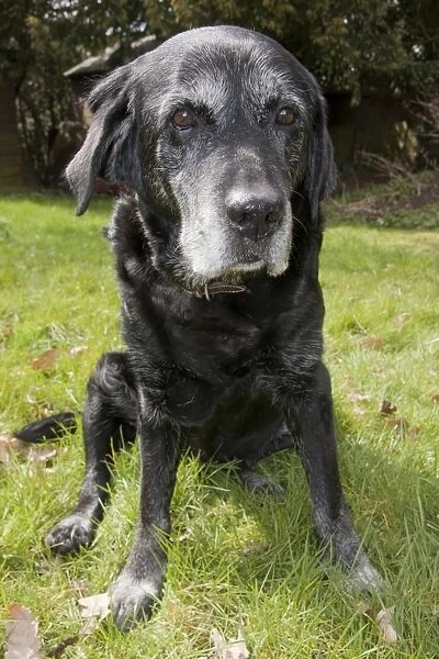 Domestic Dog, Black Labrador Retriever, elderly adult female, fifteen-years old, sitting on grass, England, April
