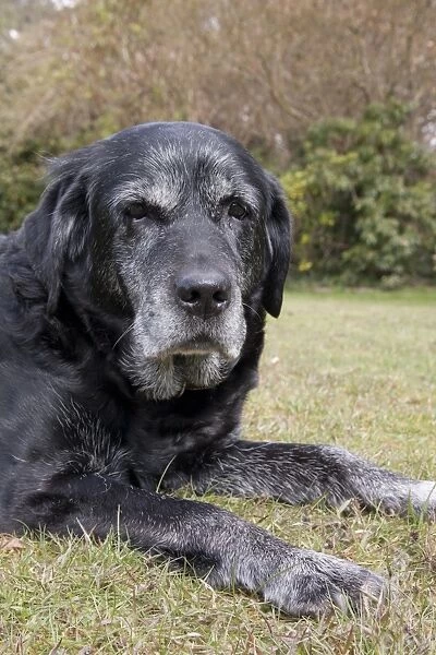 Domestic Dog, Black Labrador Retriever, elderly adult female, fifteen-years old, close-up of head, laying on grass