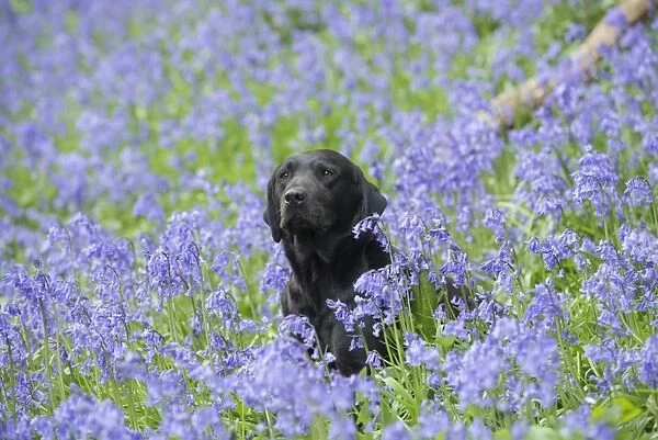 Domestic Dog, Black Labrador Retriever, adult, sitting amongst Bluebell (Endymion non-scriptus)