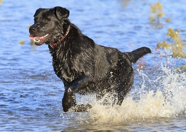 Domestic Dog, Black Labrador Retriever, adult, wearing collar, running in water, Finland, June