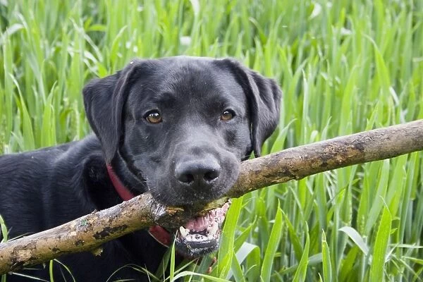 Domestic Dog, Black Labrador Retriever, adult, close-up of head, carrying large stick in mouth, England, May