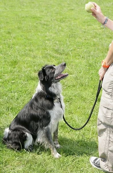 Domestic Dog, Border Collie, adult, sitting and looking at tennis ball held by owner, England, july
