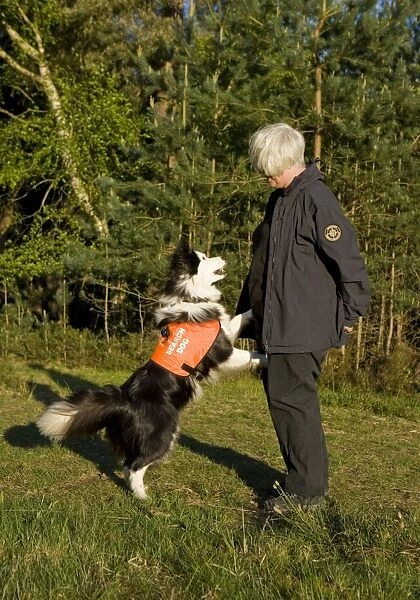 Domestic Dog, Border Collie, adult, Search and Rescue Dog wearing high-vis jacket, alerting owner, Berkshire, England