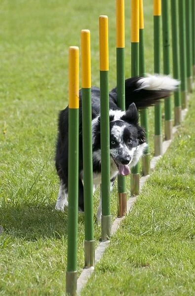 Domestic Dog, Border Collie, adult, weaving through poles during agility test, Norfolk, England, April