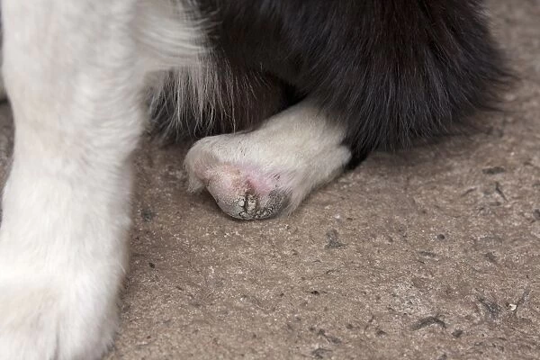 Domestic Dog, Border Collie, adult, close-up of club foot (mother bit off paw when born), England, July